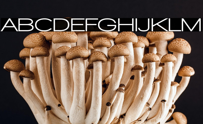 Walkway Expand UltraBold Example 2