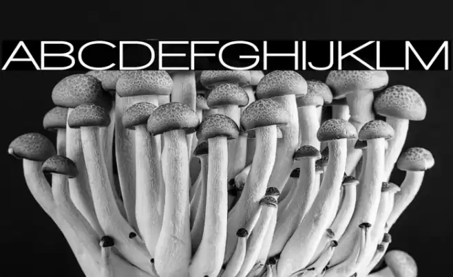 Walkway Expand UltraBold Font examples