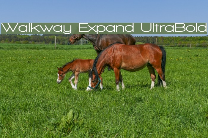 Walkway Expand UltraBold Font examples