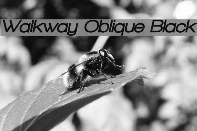 Walkway Oblique Black Font examples
