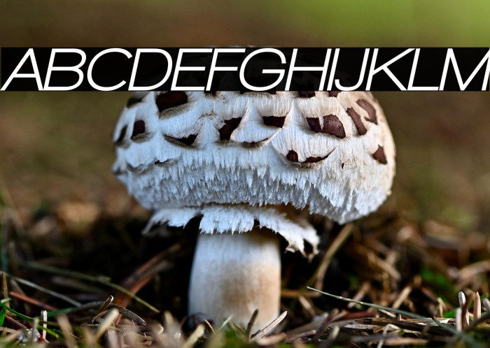 Walkway Oblique UltraBold Example 1