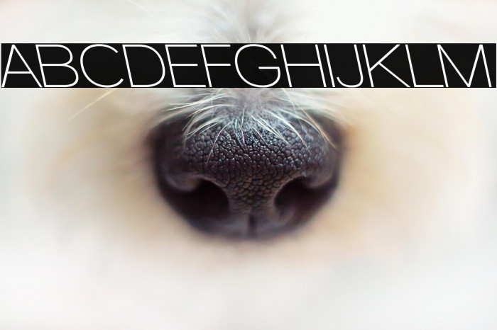 Walkway SemiBold RevOblique Example 3