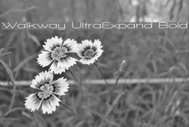 Walkway UltraExpand Bold Font examples