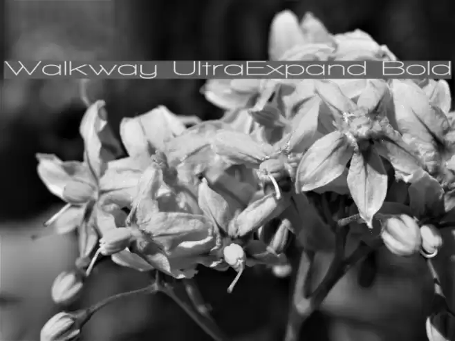 Walkway UltraExpand Bold Font examples