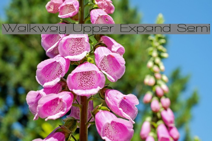 Walkway Upper Expand Semi Font examples