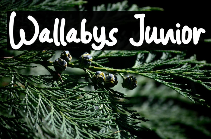 Wallabys Junior Example 1