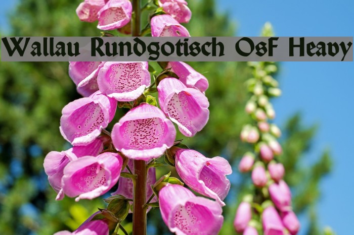 Wallau Rundgotisch OsF Heavy Font examples