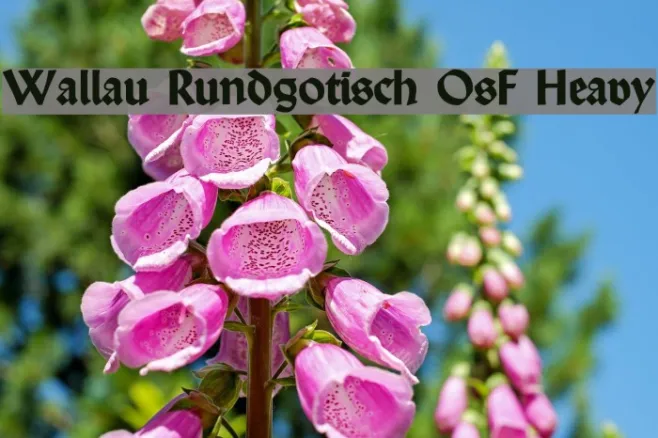Wallau Rundgotisch OsF Heavy Example 1