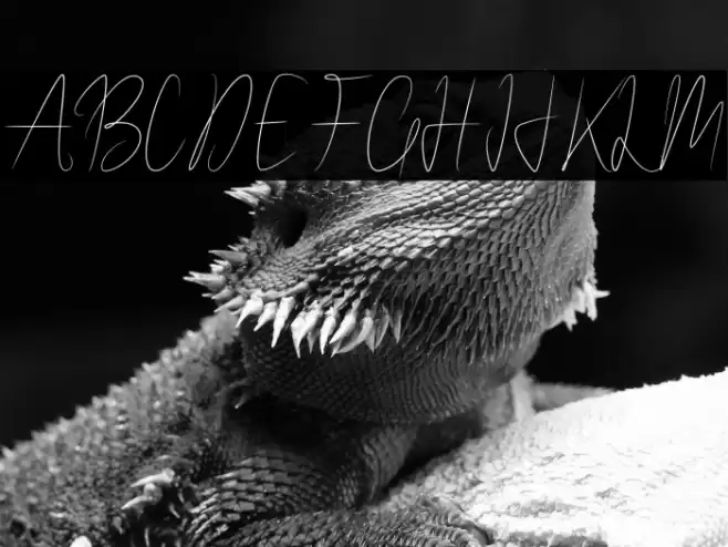 WalletSignature Font examples