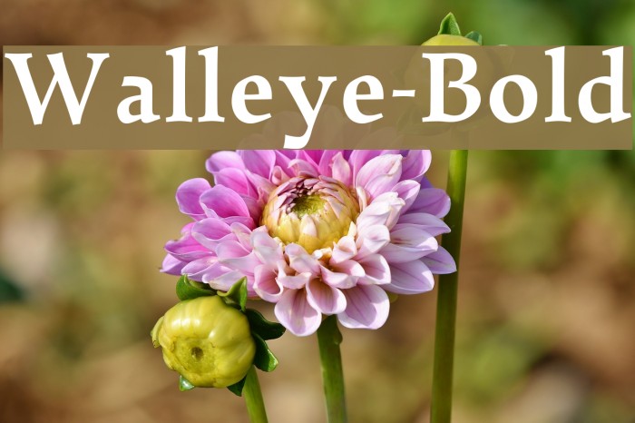 Walleye-Bold Font examples