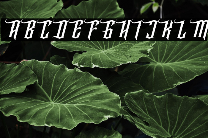 Wallrous Italic Example 1