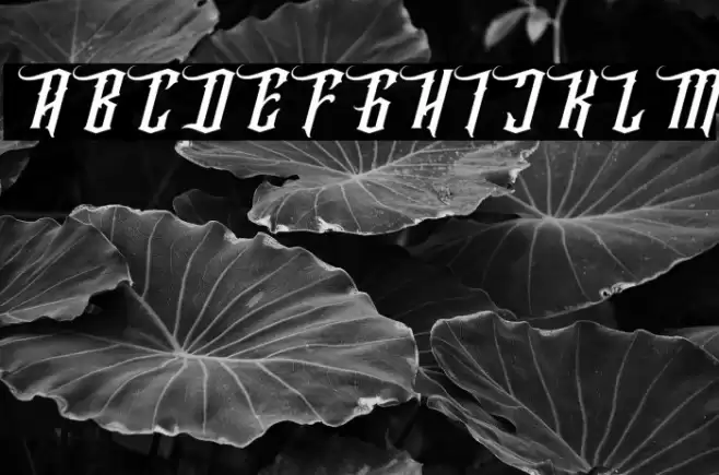 Wallrous Italic Font examples