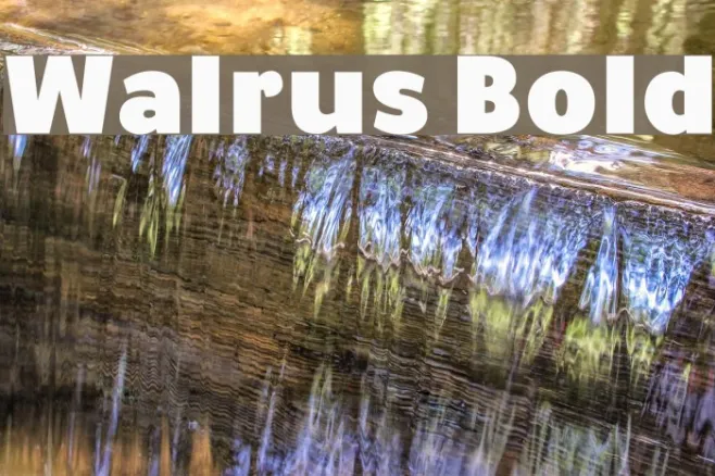 Walrus Bold Example 1