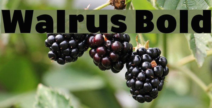 Walrus Bold Font examples