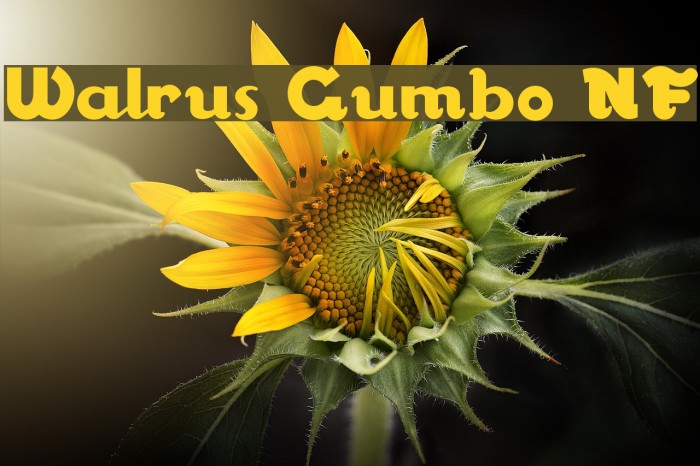 Walrus Gumbo NF Font examples