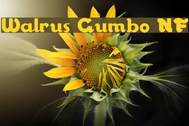 Walrus Gumbo NF Example 1