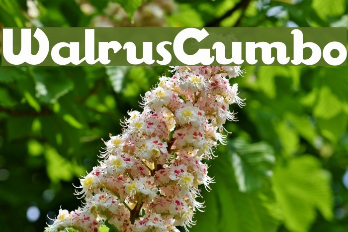 WalrusGumbo Font examples