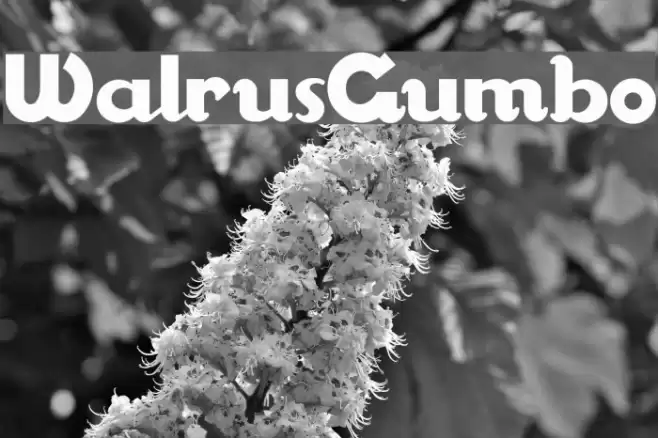 WalrusGumbo Font examples