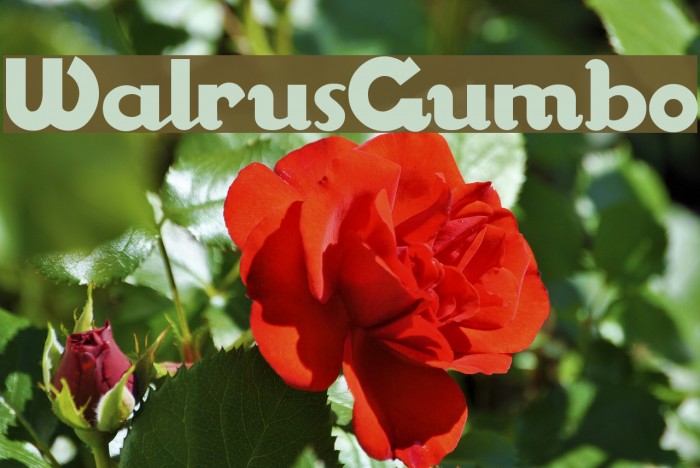 WalrusGumbo Font examples
