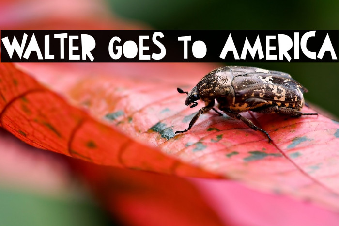 Walter Goes To America Example 3