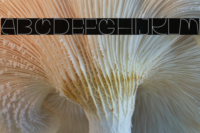 WaltingFont-LightRegular Example 1