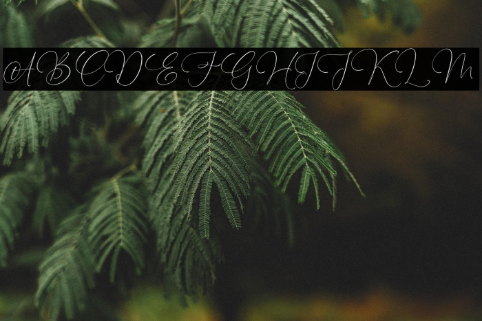 Waltson Beauty Example 1