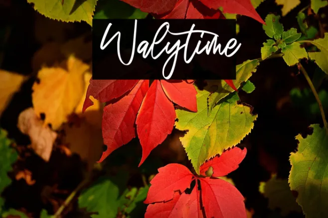 Walytime Example 3
