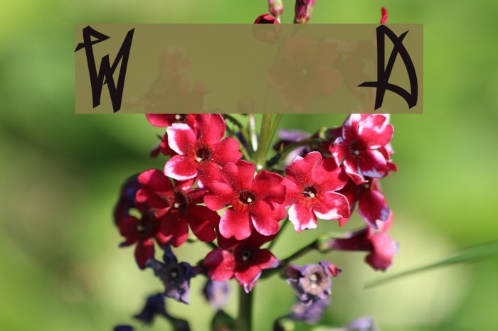 Wanax Demo Fonte examples