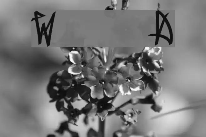 Wanax Demo Fonte examples