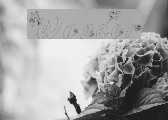 Wander Polices examples