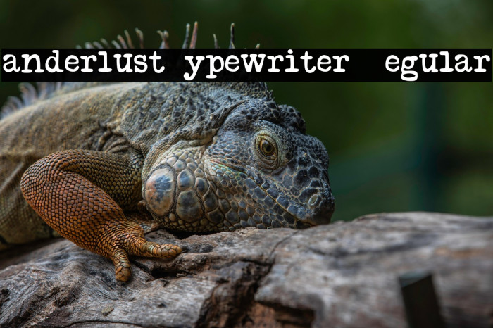 Wanderlust Typewriter D Regular Example 3