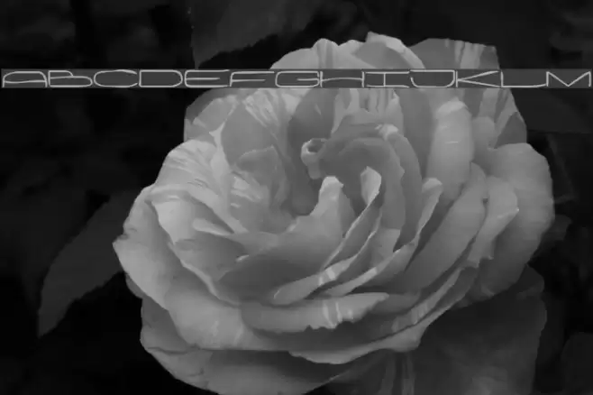 Wanker Schriftart examples