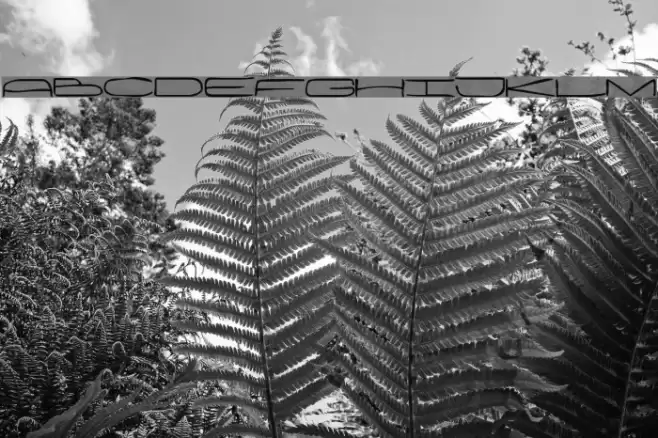 Wanker Schriftart examples