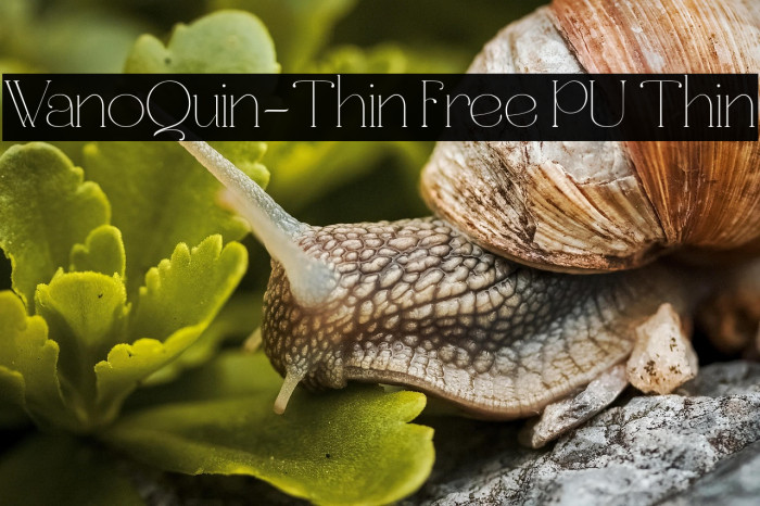 WanoQuin-Thin Free PU Thin Example 3