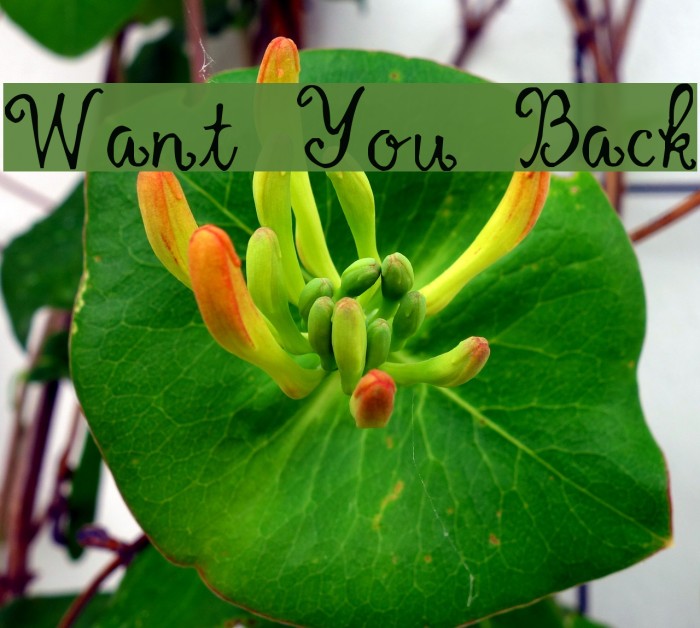 Want You Back Font examples