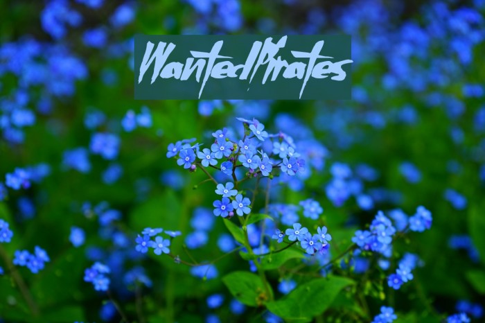 WantedPirates Font examples