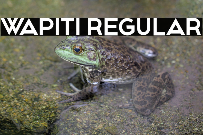 Wapiti Regular Example 2