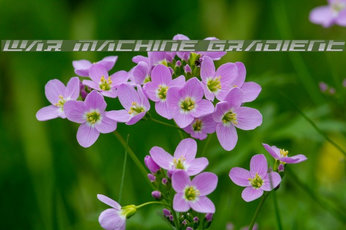 War Machine Gradient Example 1