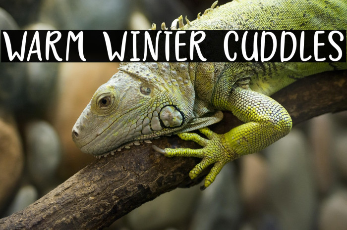 Warm Winter Cuddles Example 1