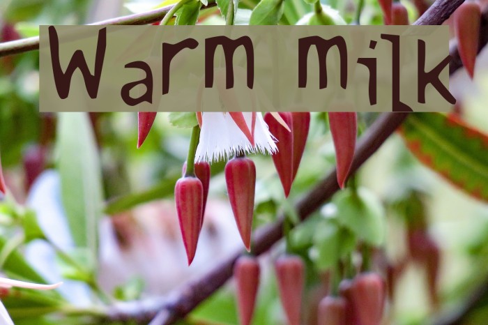 Warm milk Font examples