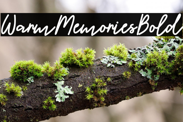 WarmMemoriesBold Example 3