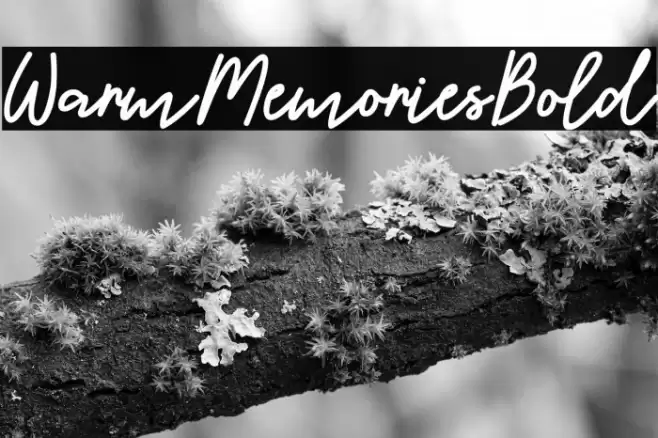 WarmMemoriesBold 字体 examples