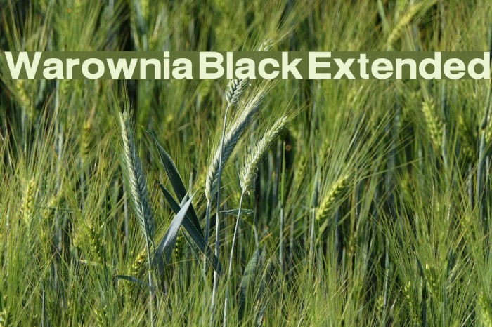 Warownia Black Extended Font examples
