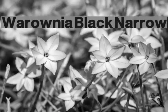 Warownia Black Narrow Font examples