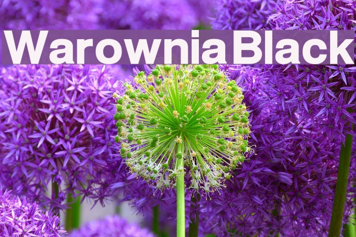 Warownia Black Font examples