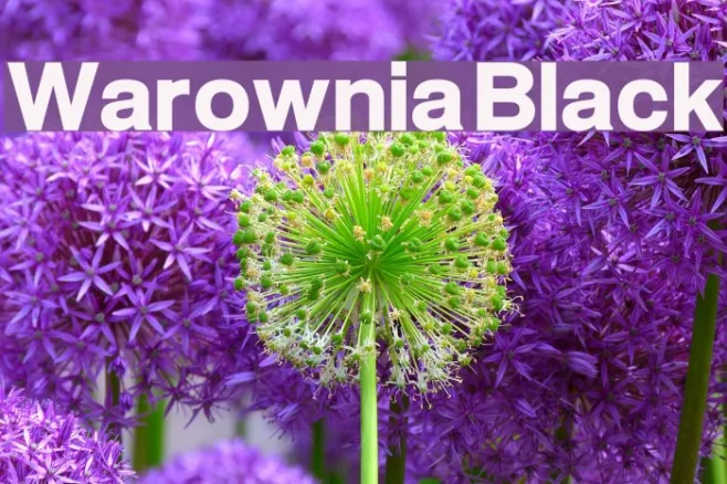 Warownia Black Example 1