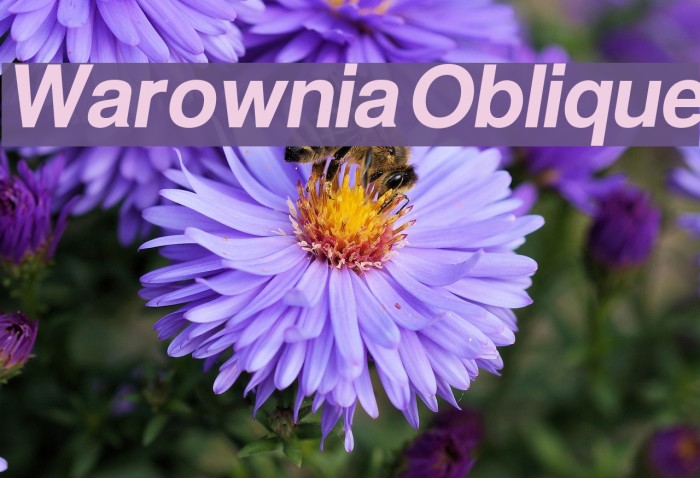 Warownia Oblique Font examples