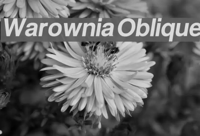 Warownia Oblique Font examples