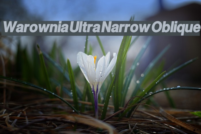 Warownia Ultra Narrow Oblique Font examples