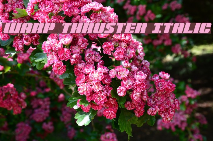 Warp Thruster Italic Font examples